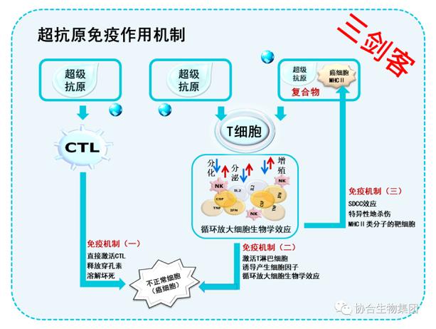 超级抗原免疫机制的独特之处